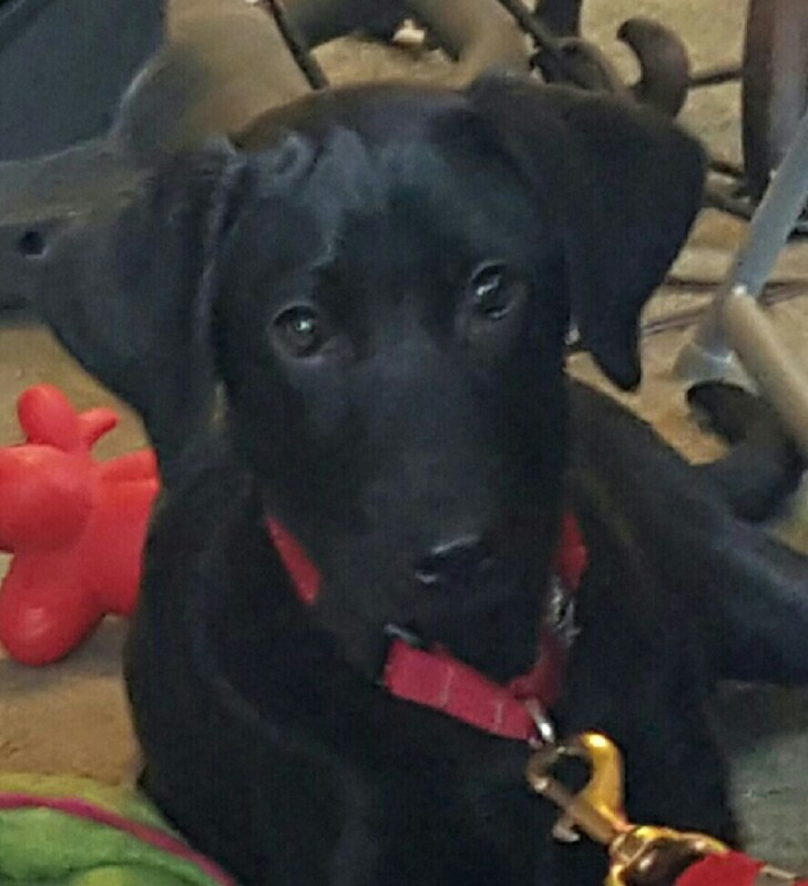 wp-1450308940756 image